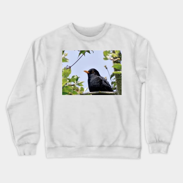 Merle - blackbird   03 (c)(t) by Olao-Olavia / Okaio Créations panasonic fz 200 (1200 mm) mai 2013 Crewneck Sweatshirt by caillaudolivier